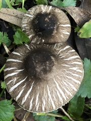 Agaricus endoxanthus