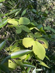 Cyphostemma buchananii