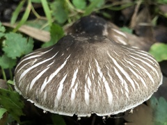 Agaricus endoxanthus