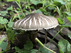 Agaricus endoxanthus