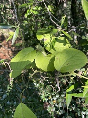 Cyphostemma buchananii