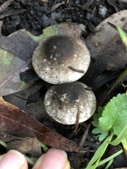 Agaricus endoxanthus