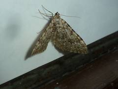 Coenotephria ablutaria