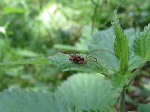 Spring Harvestman, 6708 PD Wageningen, Netherlands, photo 4 of 10