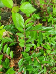 Lonicera ligustrina