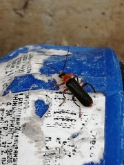 Cantharis pellucida