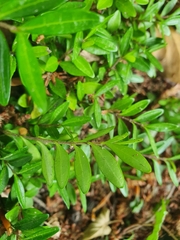 Lonicera ligustrina