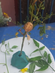 Hierodula transcaucasica