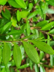 Lonicera ligustrina