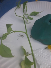 Hierodula transcaucasica