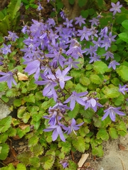 Campanula poscharskyana