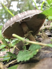 Agaricus endoxanthus