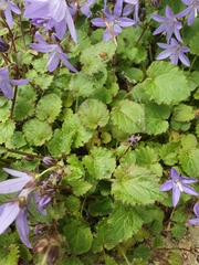 Campanula poscharskyana