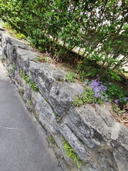 Campanula poscharskyana