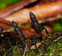Xylaria apiculata
