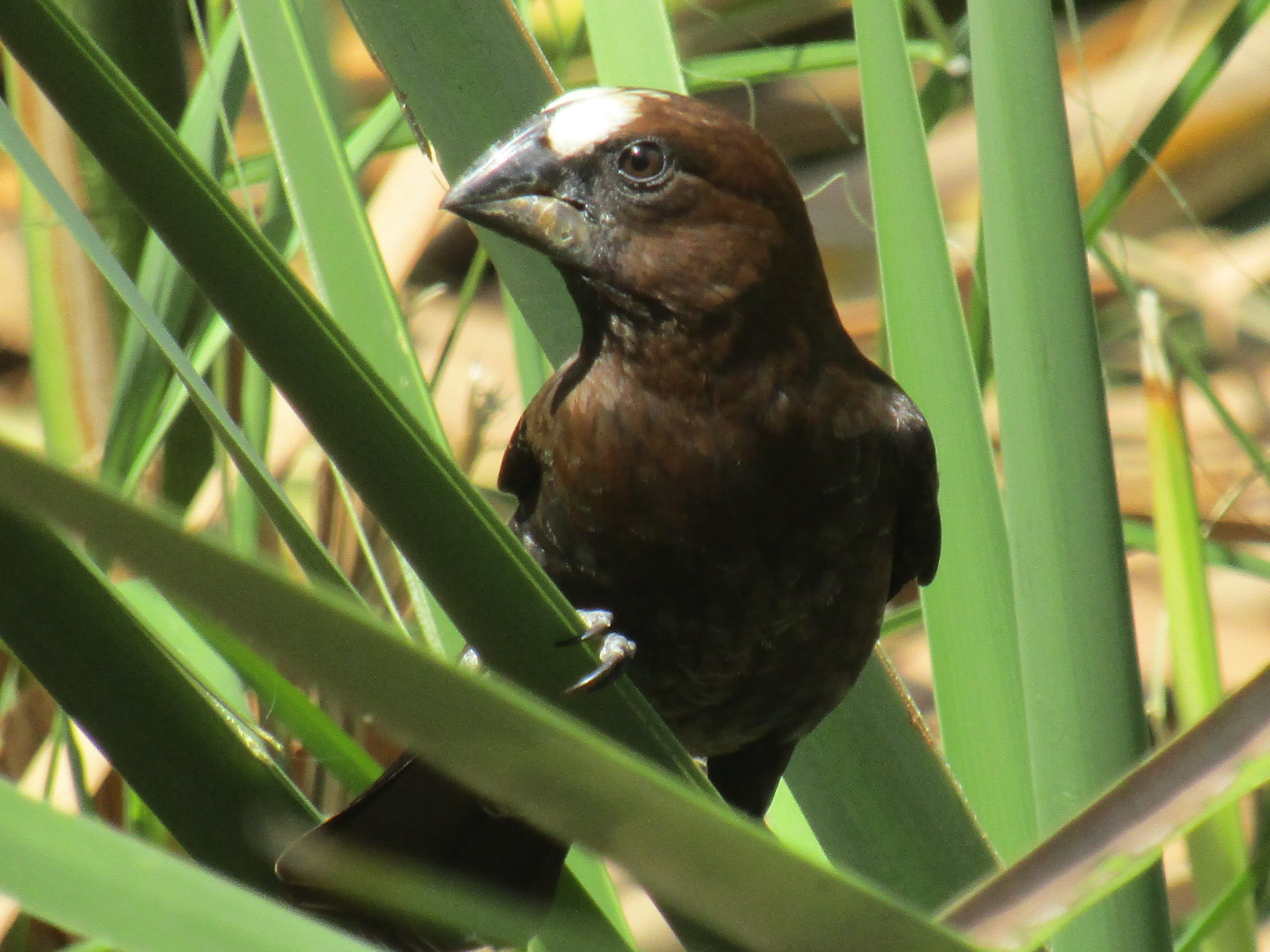 Grosbeak Weaver (Amblyospiza albifrons)