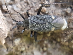 Closterotomus fulvomaculatus