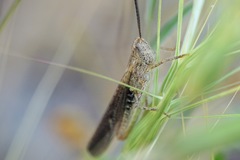 Chorthippus maritimus