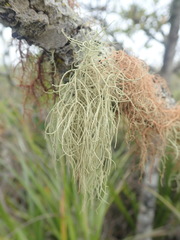 Usnea nidifica