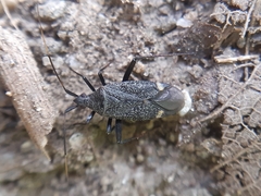 Closterotomus fulvomaculatus