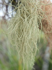 Usnea nidifica