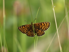 Melitaea aurelia