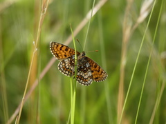 Melitaea aurelia