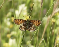 Melitaea aurelia