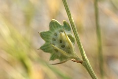 Onobrychis aequidentata