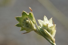 Onobrychis aequidentata