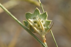 Onobrychis aequidentata