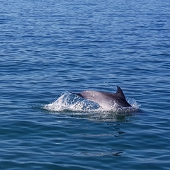 Tursiops truncatus