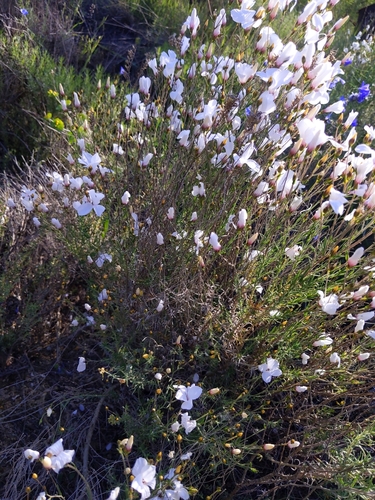 Linum suffruticosum (Linum suffruticosum)