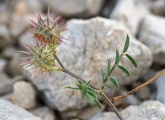 Onobrychis caput-galli