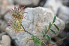 Onobrychis caput-galli