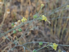 Aurinia sinuata