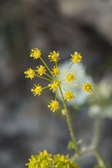 Chaerophyllum coloratum