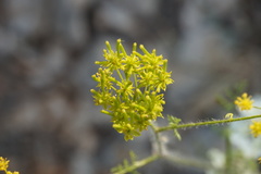 Chaerophyllum coloratum