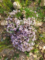 Thymus hyemalis