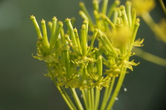 Chaerophyllum coloratum