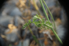 Chaerophyllum coloratum