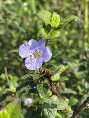 Barleria gueinzii