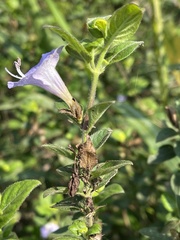 Barleria gueinzii