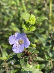 Barleria gueinzii