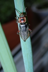 Cantharis rustica