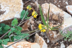 Securigera securidaca