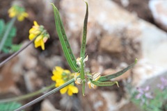 Securigera securidaca