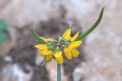 Securigera securidaca