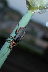 Cantharis rustica