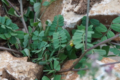 Securigera securidaca